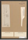 Bacillaria praelongata (Cleve) D.T. (de-Toni-Nr.: Genus 46, Species 1904) Zeichnungen Sammlung Grunow Nr. 3932 (NHMW-BOT-W0371674)